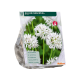 Allium Gracefull