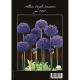 Paarse Alliums