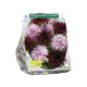 Dahlia Purple Blend per 2