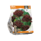 Allium Atropurpureum
