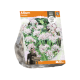 Allium Cameleon
