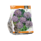 Allium Christophii
