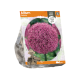 Allium Gladiator