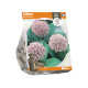 Allium Karatviense
