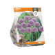 Allium Lucy Ball
