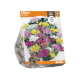 Allium Mini Mixed
