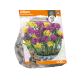 Allium Mixed Pink/Yellow
