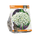 Allium Nigrum Multibulbosum
