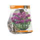 Allium Oreophilum

