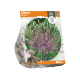 Allium Schubertii
