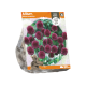 Allium Sphaerocephalon
