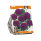 Allium Stratos
