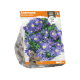 Anemone Blanda Blue Shades
