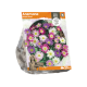 Anemone Blanda Mixed