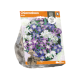 Chionodoxa Mixed
