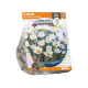 Crocus Chrysanthus Ard Schenk
