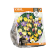 Crocus Chrysanthus Mixed
