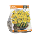 Crocus Flavus Large Yellow
