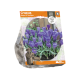 Crocus Queen Of The Blues