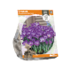Crocus Tomassinianus Ruby Giant
