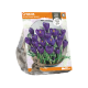 Crocus Vernus Flower Record
