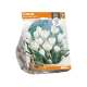 Crocus Vernus Jeanne d'Arc
