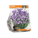 Crocus Vernus King Of The Striped
