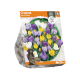 Crocus Vernus Mixed
