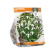 Galanthus Nivalis
