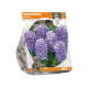 Hyacinthus Blue Tango
