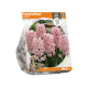 Hyacinthus Fondante
