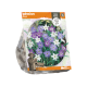 Hyacinthus Mixed
