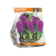 Hyacinthus Orientalis Miss Saigon
