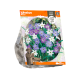 Ipheion Mixed
