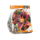 Lilium Asiatic Forever Susan
