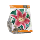 Lilium Oriental Stargazer