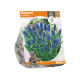 Muscari Armeniacum
