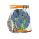 Muscari Blue Spike
