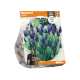 Muscari Latifolium

