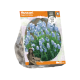 Muscari Peppermint White
