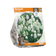 Muscari White Magic
