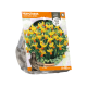 Narcissus Cyclamineus Jetfire
