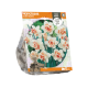 Narcissus Double Replete
