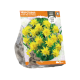 Narcissus Double Rip Van Winkle
