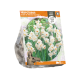 Narcissus Double Sir Winston Churchill
