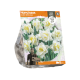 Narcissus Double White Lion