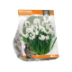Narcissus Papyraceus Paperwhite
