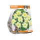 Narcissus Split-Corona Cassata
