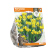 Narcissus Tête-à-Tête
