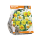 Narcissus Trumpet Mixed
